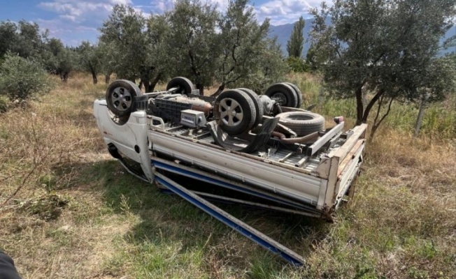 Bursa'da kontrolden çıkan kamyonet zeytin tarlasına devrildi