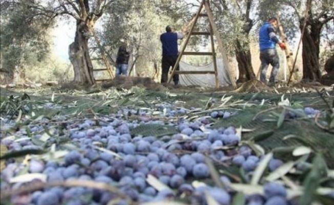 1 kilo zeytinin maliyeti açıklandı: Gözler şimdi Marmarabirlik'te