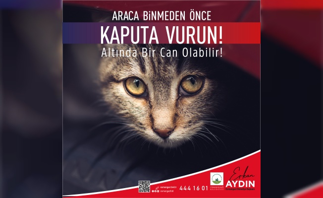 Araca binmeden önce kaputa vur