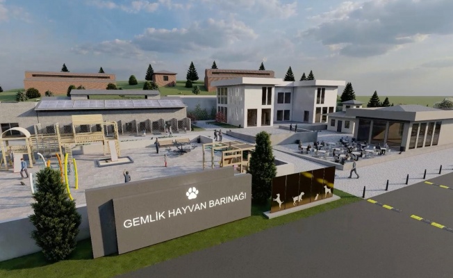 Gemlik Belediyesi Patili Dostlara Sahip Çıkıyor