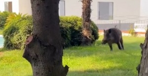 Bursa'da villaya kaçak giren domuz havuza böyle düştü